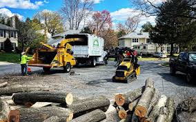 How Our Tree Care Process Works  in  Rio Verde, AZ