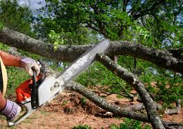 Trusted Rio Verde, AZ Tree Services Experts