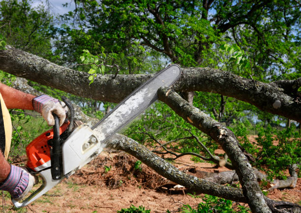 Best Commercial Tree Services  in Rio Verde, AZ